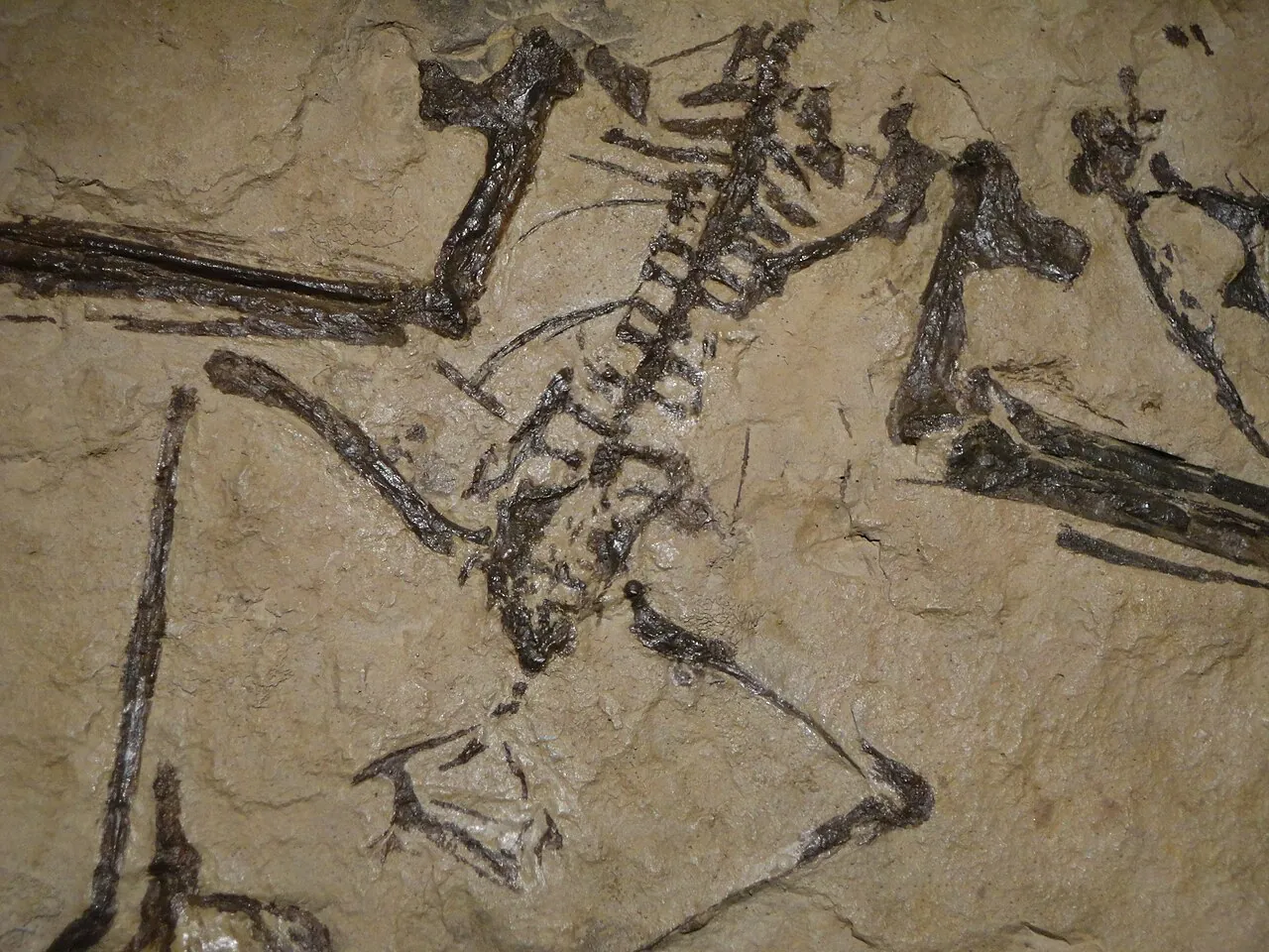 มุซกีซอปเทอริกซ์ (Muzquizopteryx)