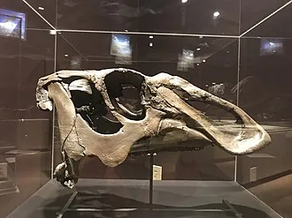 นาอาโชอิบิโตซอรัส (Naashoibitosaurus)