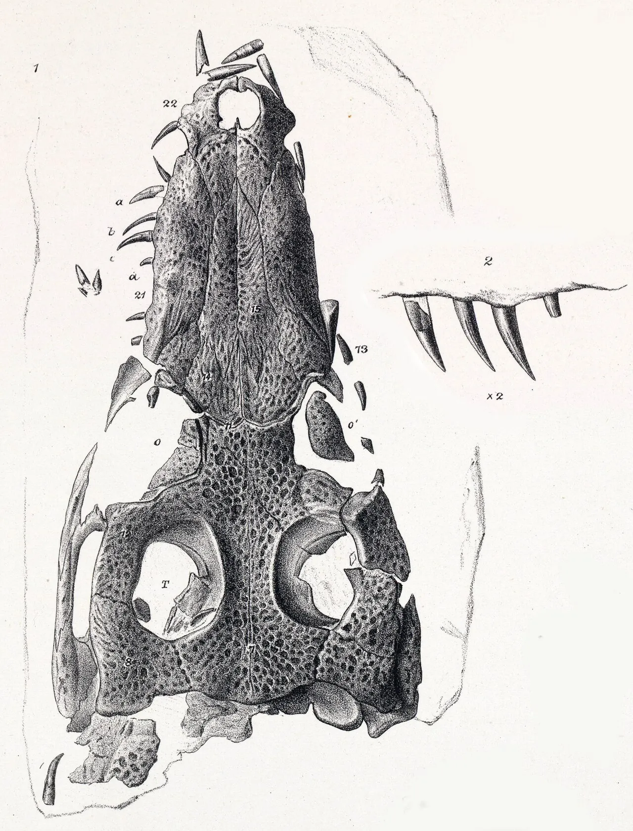 นันโนซูคัส (Nannosuchus)