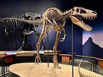 นาโนไทรันนัส (Nanotyrannus)