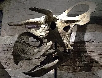นาซูโตเซอราทอปส์ (Nasutoceratops)