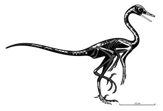 นาโตเวเนเตอร์ (Natovenator)