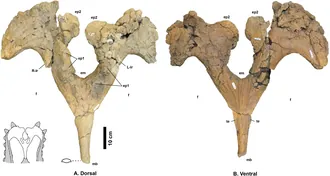 นาวาโจเซราทอปส์ (Navajoceratops)