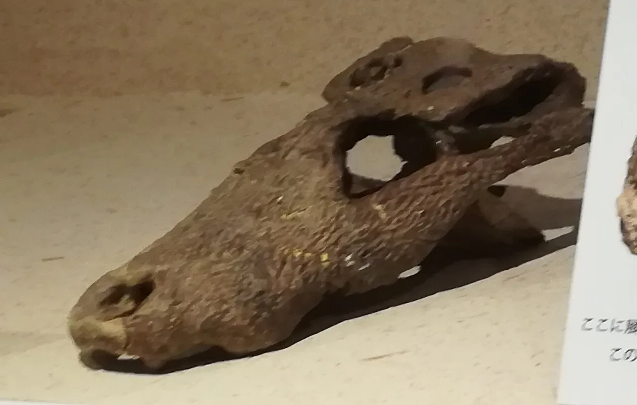 นาวาโฮซูคัส (Navajosuchus)