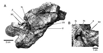 เนบิวลาซอรัส (Nebulasaurus)