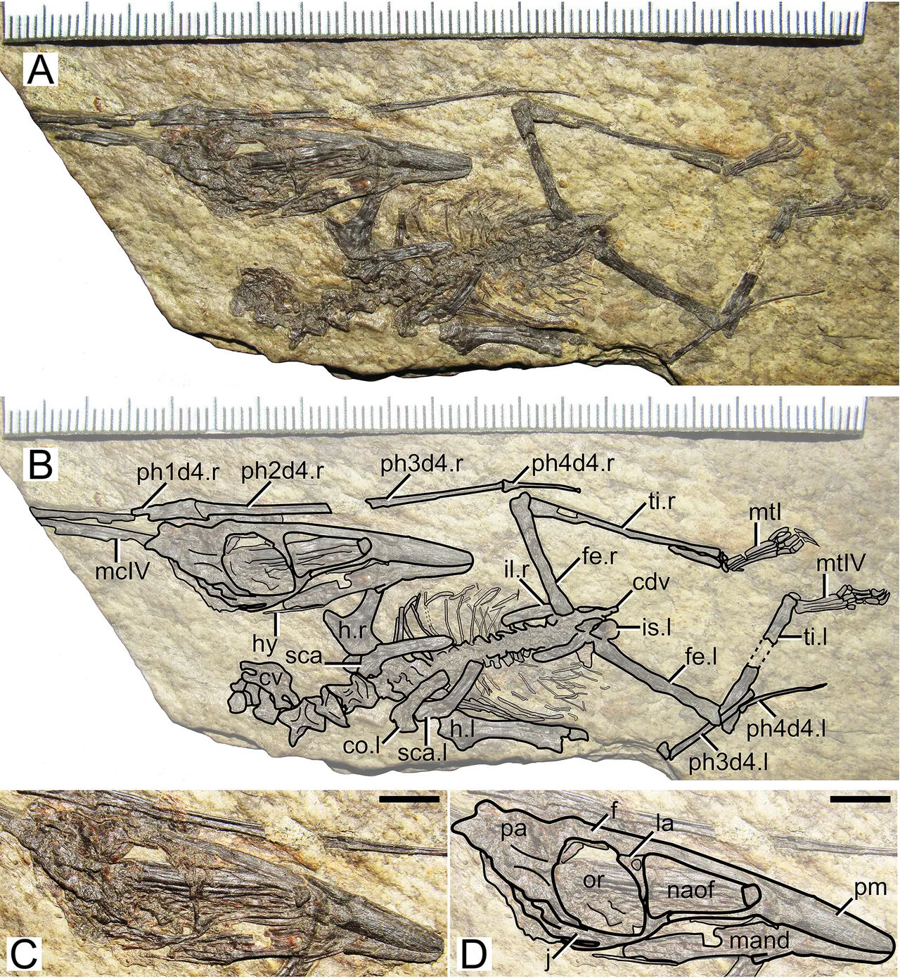 เนมิโคโลปเทอรัส (Nemicolopterus)