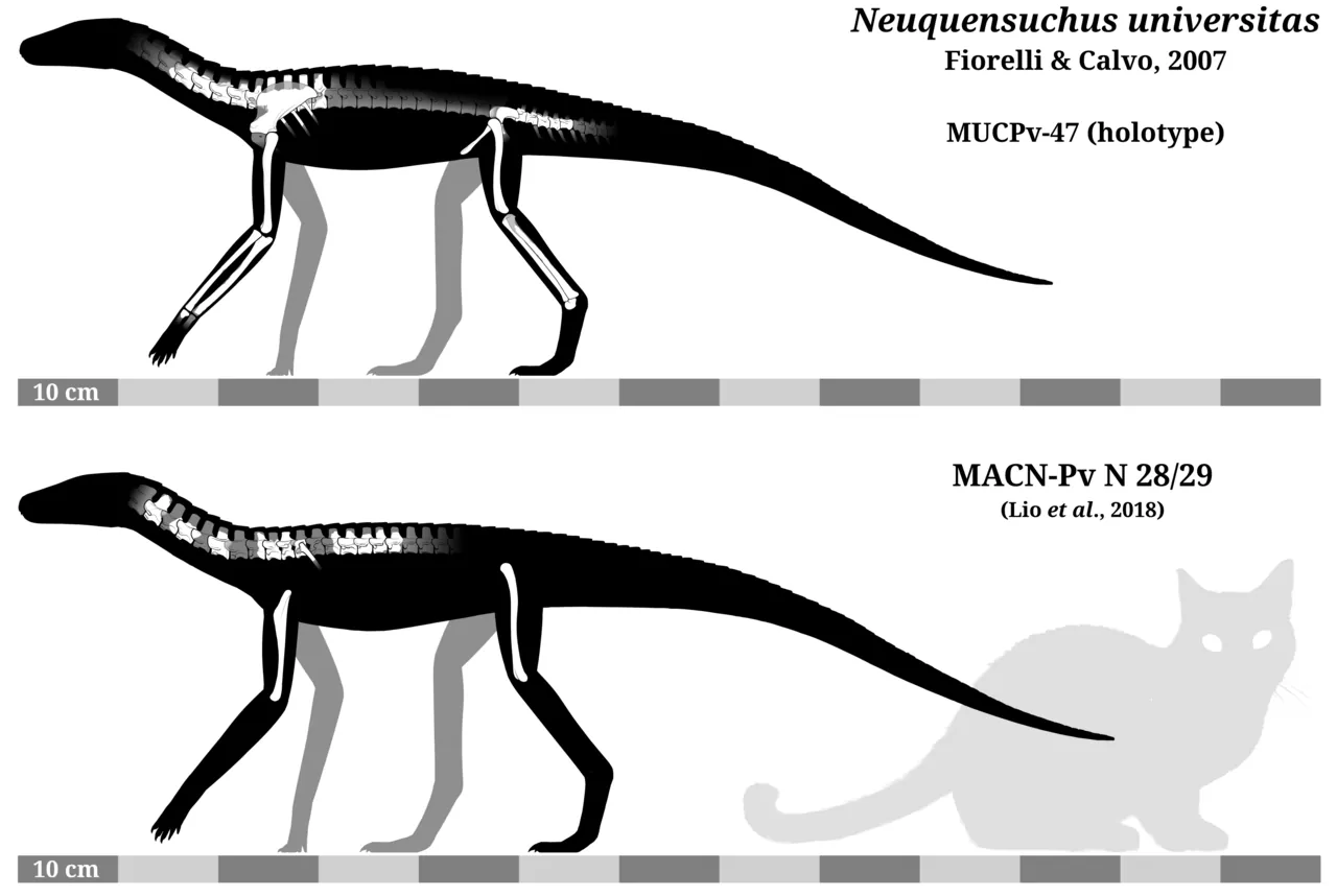 นิวเควนซูคัส (Neuquensuchus)