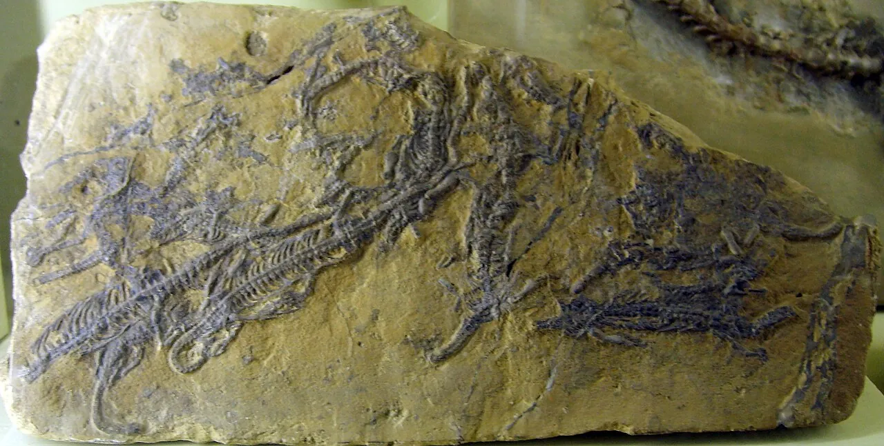 นอยสติโคซอรัส (Neusticosaurus)