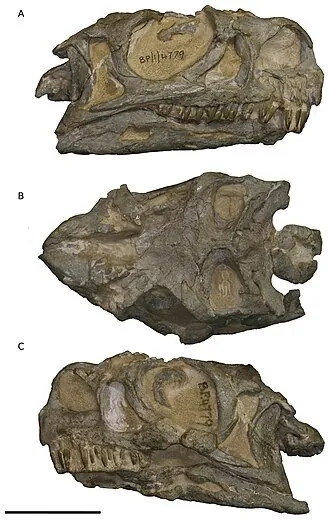 งเววู (Ngwevu)