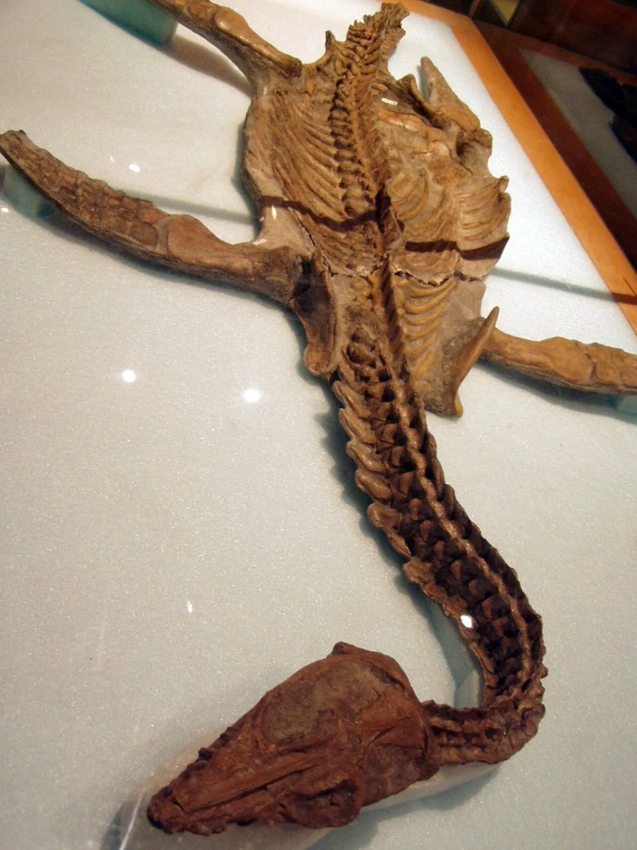 นิโคลส์ซอรา (Nichollssaura)