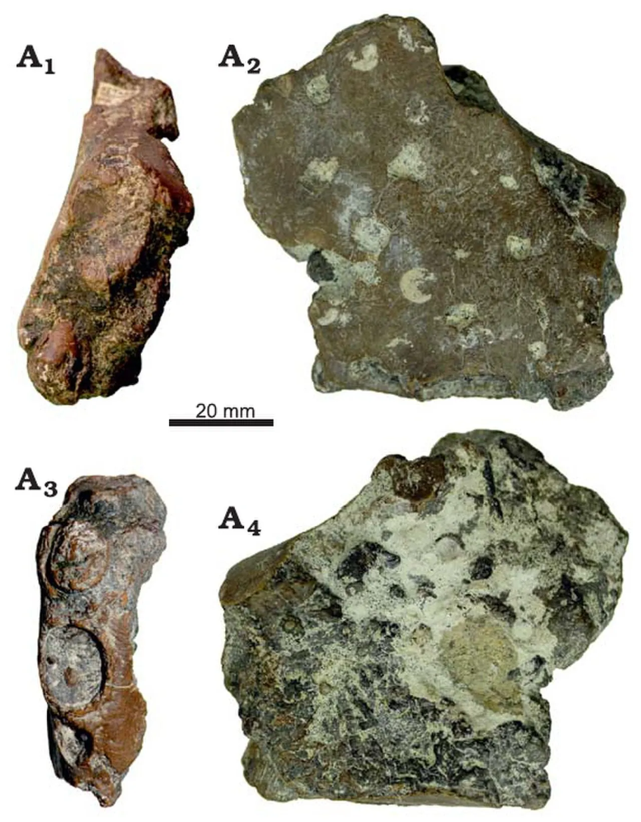 นิโคไรน์คัส (Nicorhynchus)