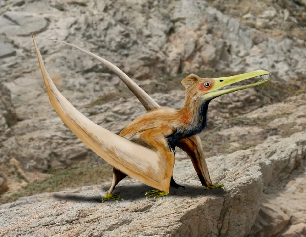 หนิงเฉิงออปเทอรัส (Ningchengopterus)