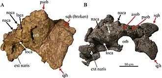 โนโดเซฟาโลซอรัส (Nodocephalosaurus)