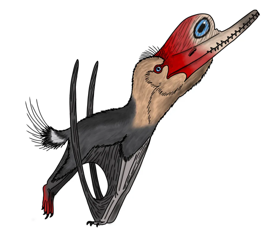นอร์มานโนกนาทัส (Normannognathus)
