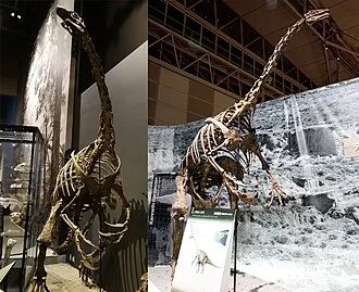 นอธโรไนคัส (Nothronychus)