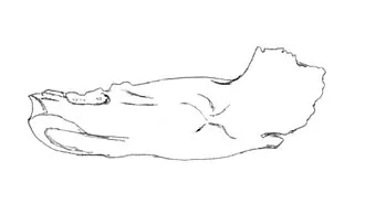 โนโตเซอราทอปส์ (Notoceratops)