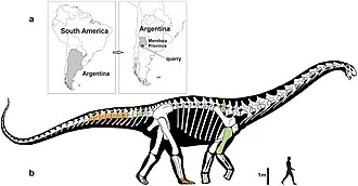 โนโตโคโลสซัส (Notocolossus)