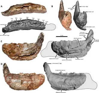 โอเบลิกนาทัส (Obelignathus)