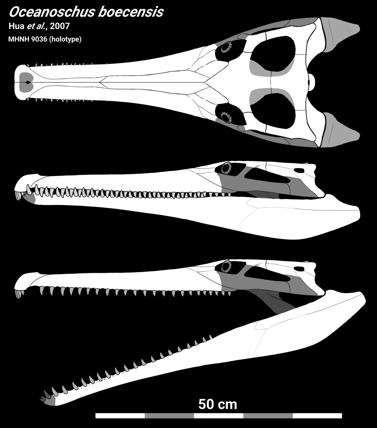 โอเชียโนซูคัส (Oceanosuchus)
