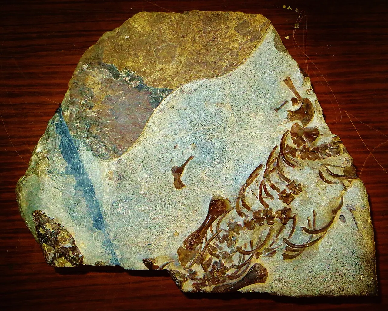 โอดอยโปโรซอรัส (Odoiporosaurus)