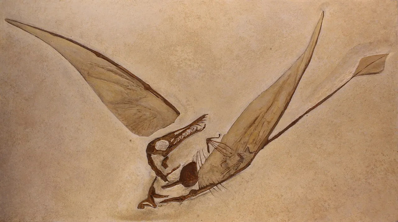 แรมโฟริงคัส (Odontorhynchus)
