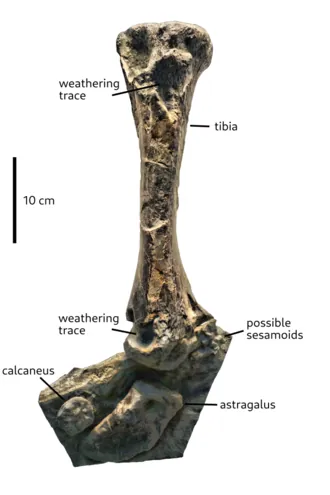 โอมเดนโนซอรัส (Ohmdenosaurus)