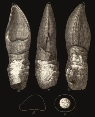 ออปโลซอรัส (Oplosaurus)