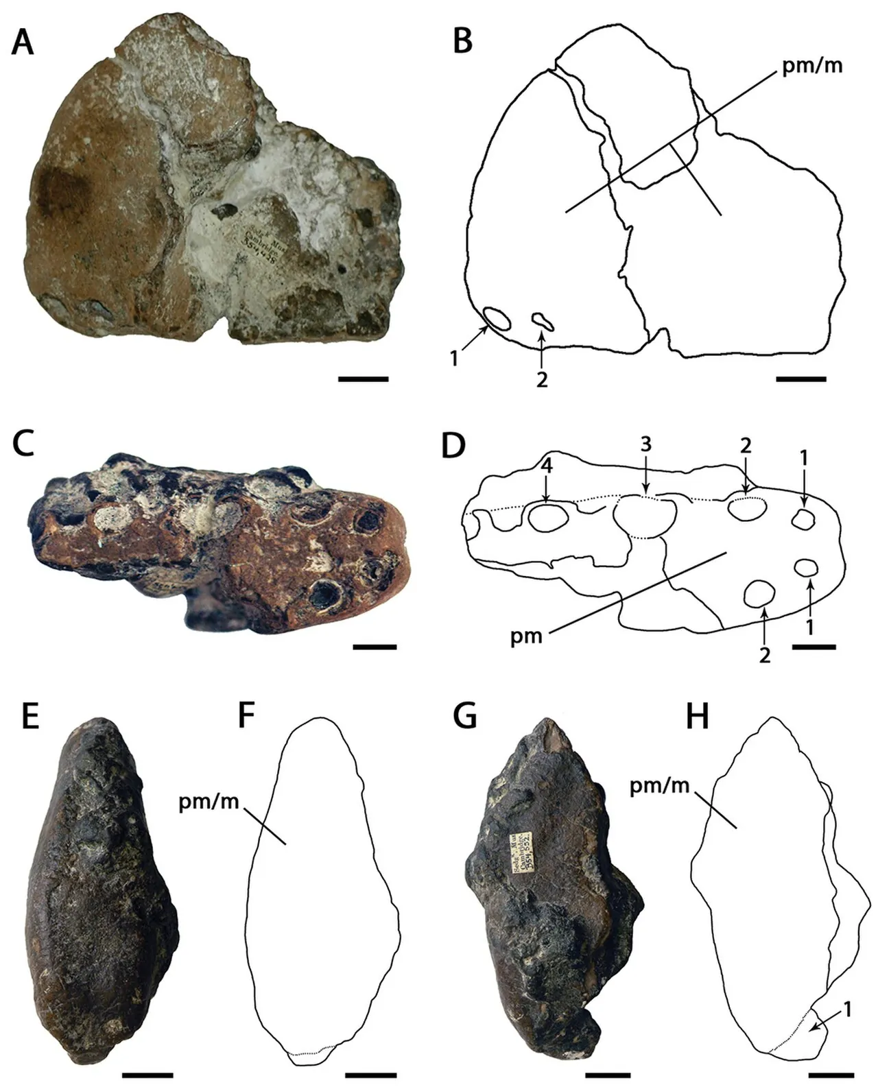 ออร์นิโธเคอิรัส (Ornithocheirus)