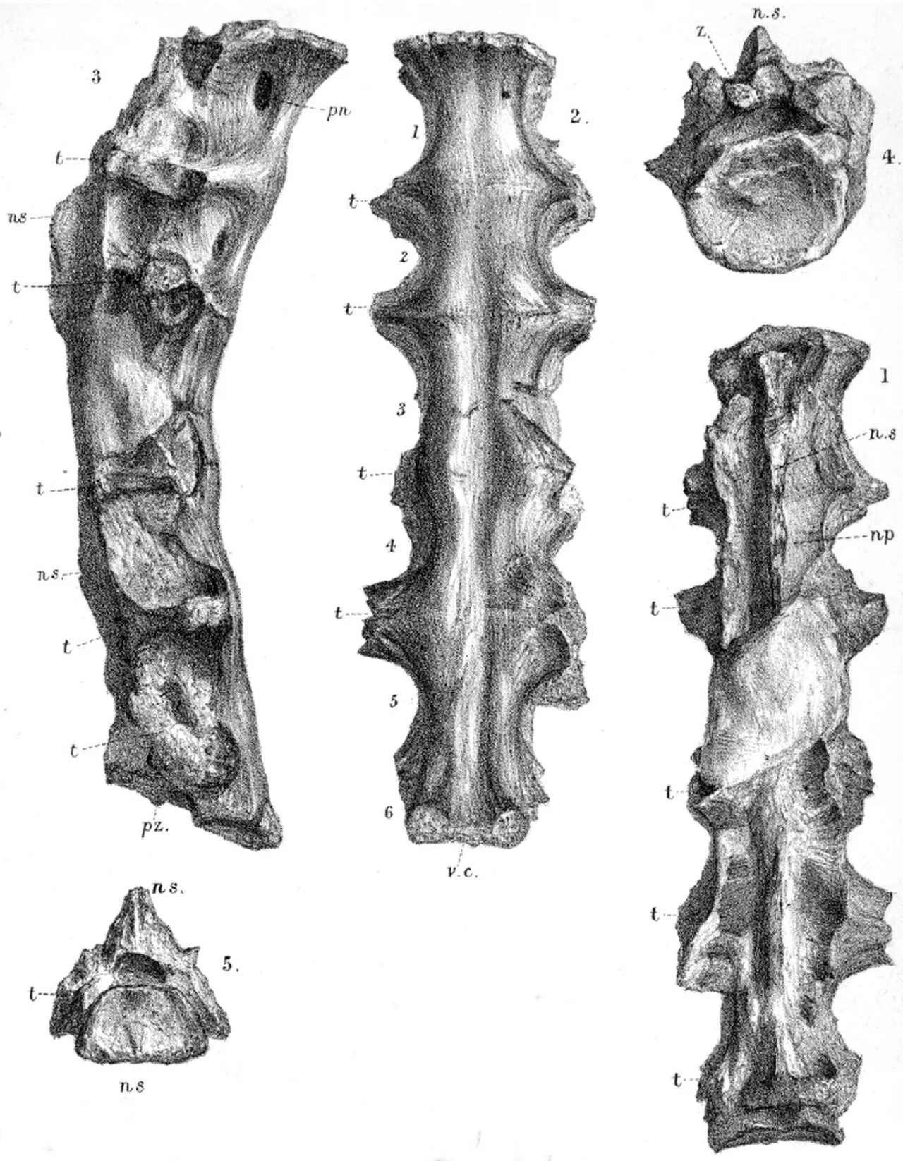 ออร์นิโทเดสมัส (Ornithodesmus)
