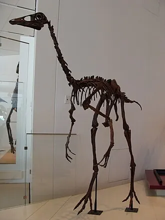 ออร์นิโทไมมัส (Ornithomimus)