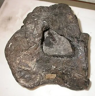 ออร์นิโทพซิส (Ornithopsis)