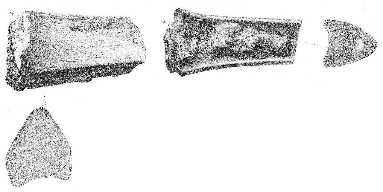 ออร์นิโทสโตมา (Ornithostoma)