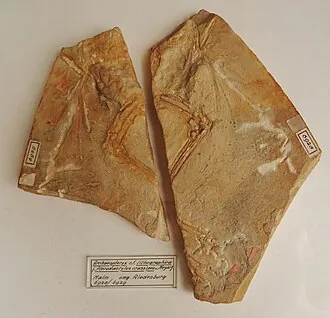 ออสโตรเมีย (Ostromia)