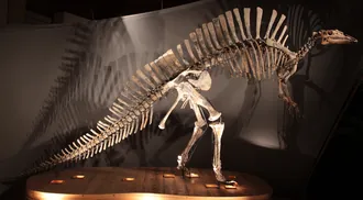 อูราโนซอรัส (Ouranosaurus)