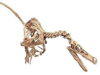 วิลอซิแรปเตอร์ (Ovoraptor)
