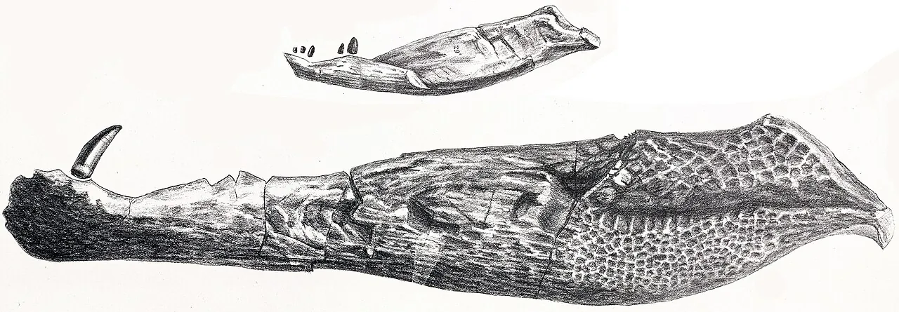 โอเวเนียซูคัส (Oweniasuchus)