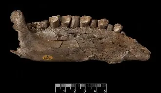 โอเวนโอดอน (Owenodon)