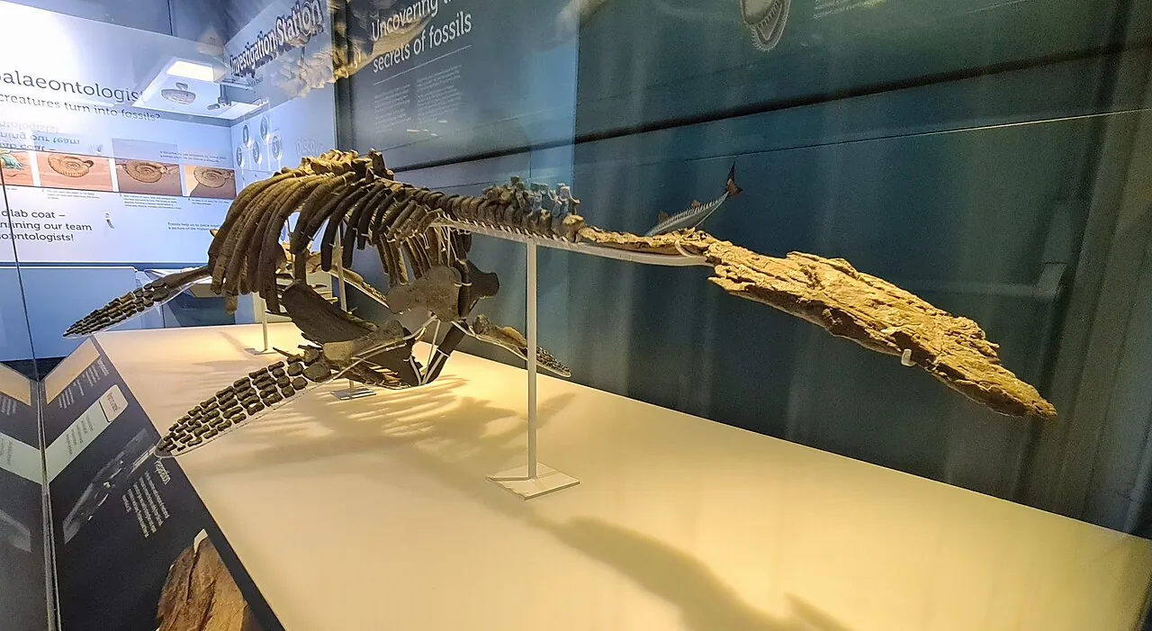 แพคีคอสตาซอรัส (Pachycostasaurus)