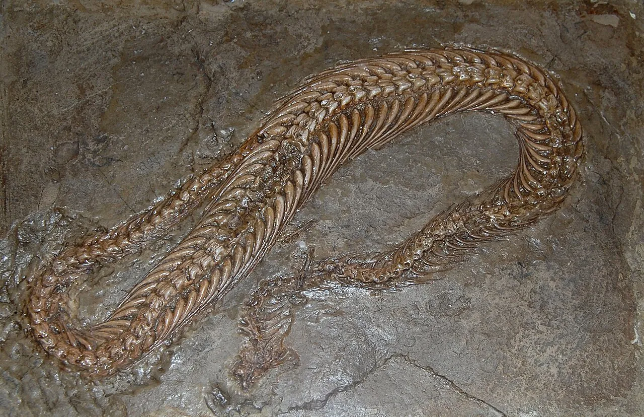พาคีโอฟิส (Pachyophis)