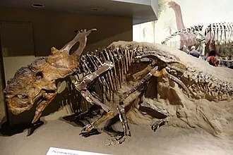 พาคีไรโนซอรัส (Pachyrhinosaurus)