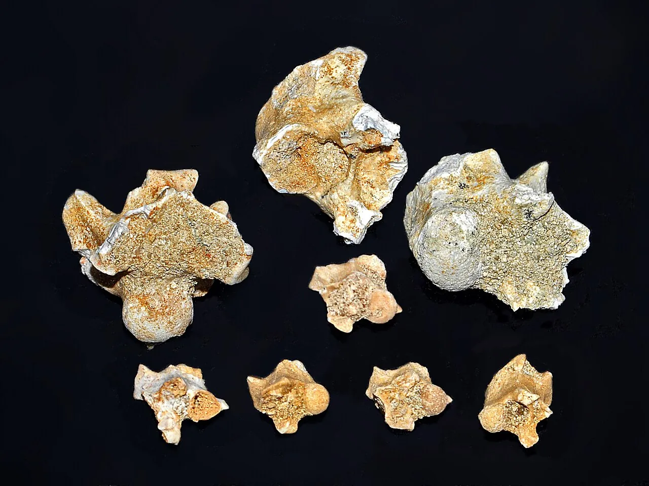 พาลีโอฟิส (Palaeophis)
