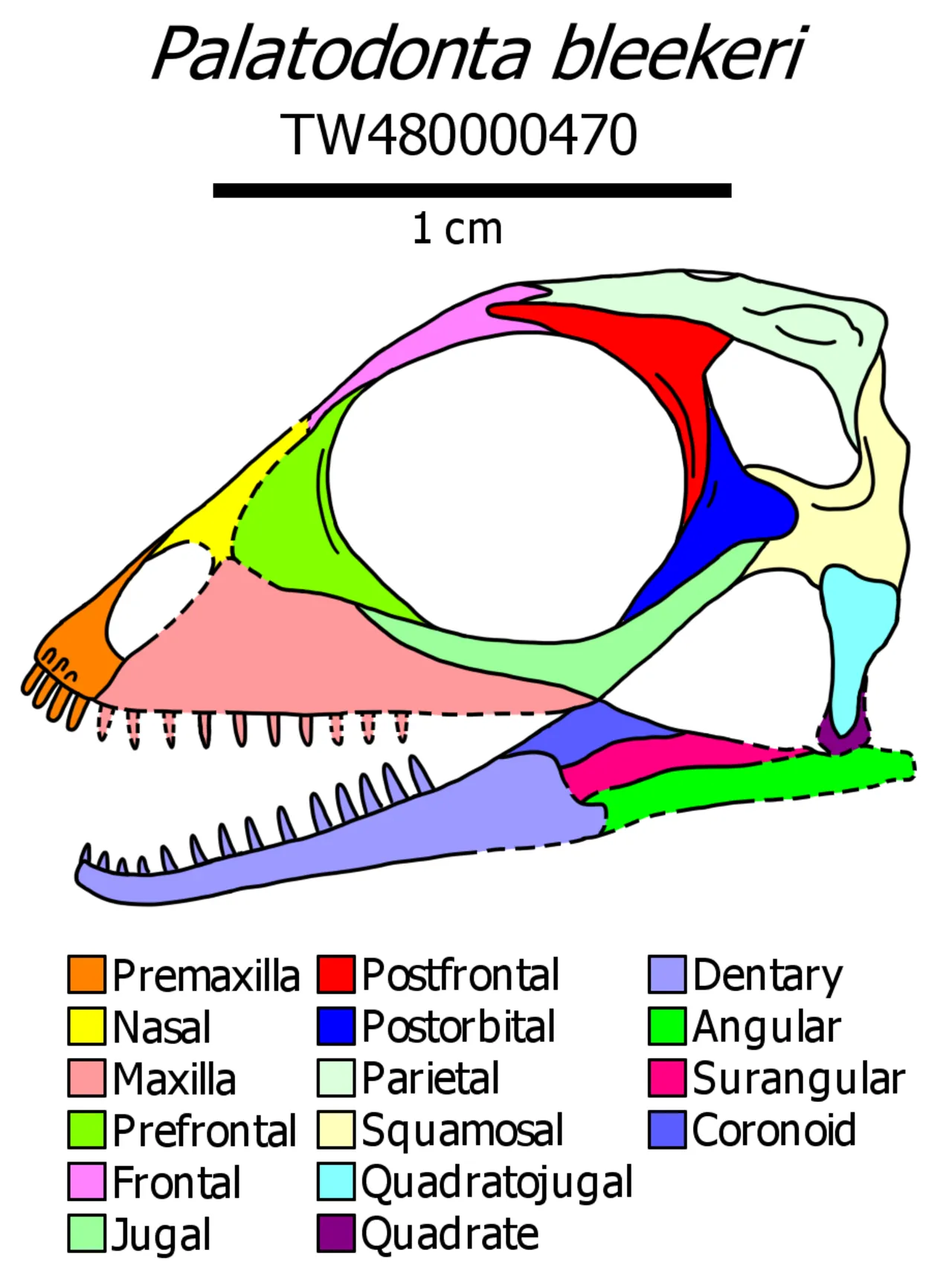 พาลาโทดอนตา (Palatodonta)