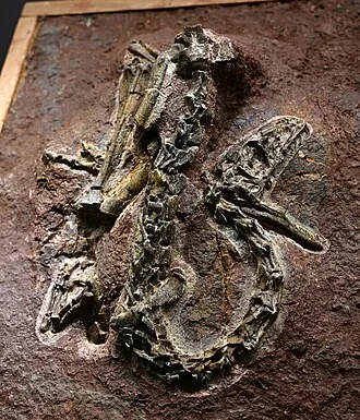 พานกูราปเตอร์ (Panguraptor)