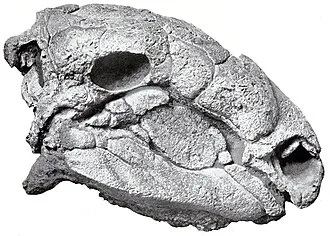 พาโนพลอซอรัส (Panoplosaurus)