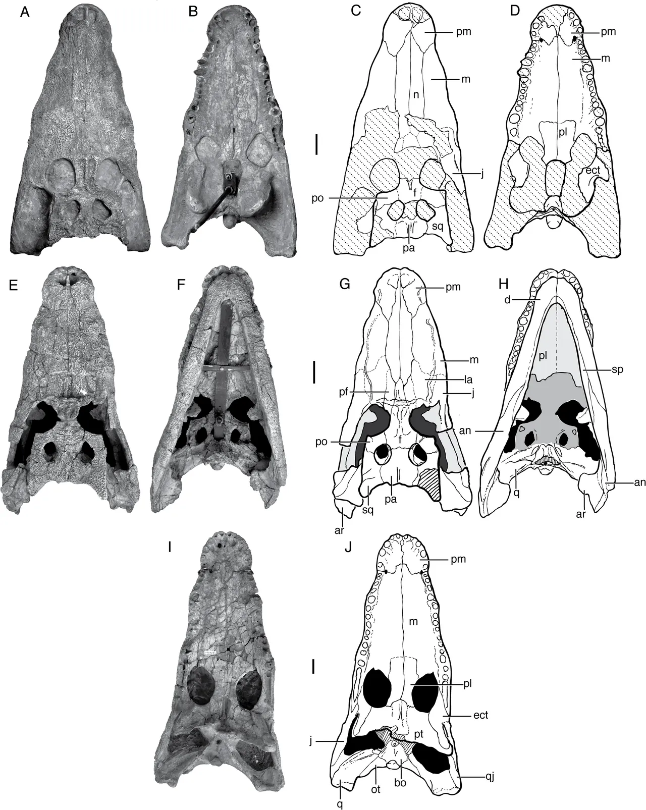 พารัลลิเกเตอร์ (Paralligator)