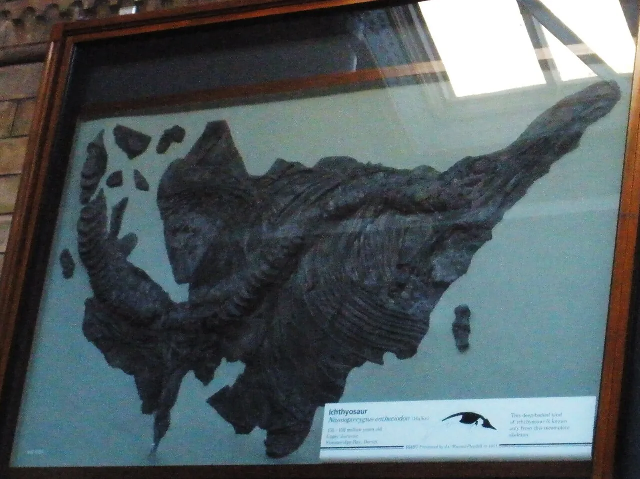 พาราออฟทัลโมซอรัส (Paraophthalmosaurus)