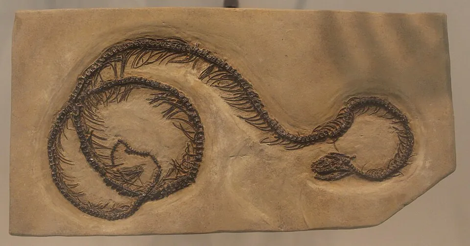 พาราพาลีโอฟิส (Parapalaeophis)