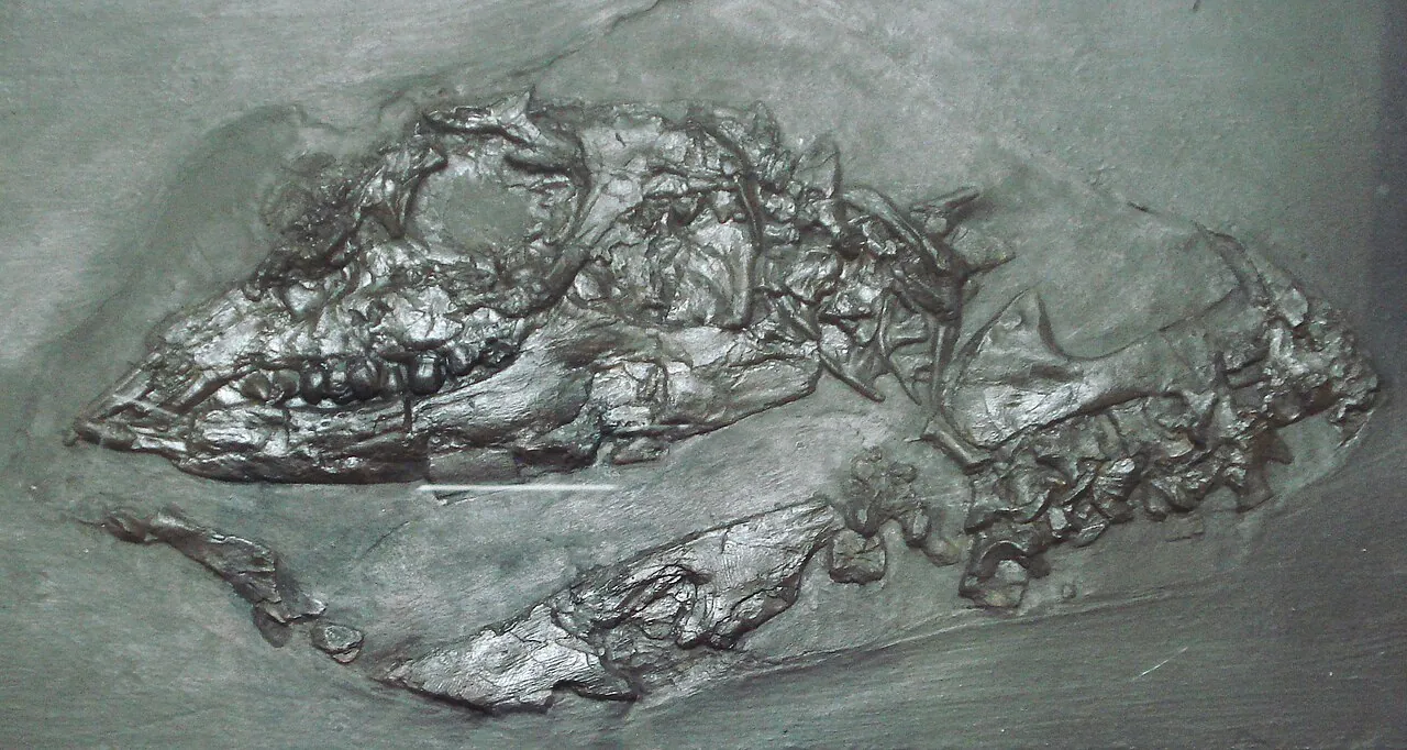 พาราพลาโคดัส (Paraplacodus)