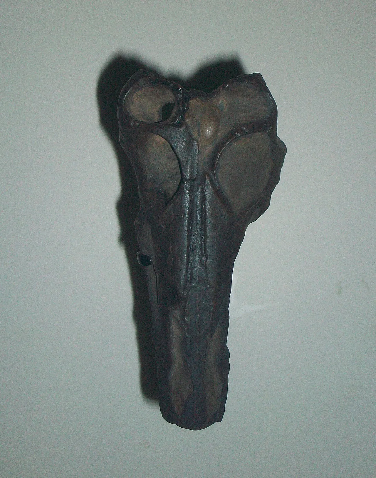 พารัปซิเซฟาลัส (Parapsicephalus)