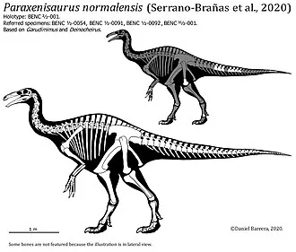 พาราเซนิซอรัส (Paraxenisaurus)
